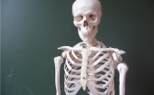 В Калининграде в бывшем здании военного училища нашли скелет человека