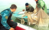 С двоих калининградских браконьеров взыскали 39 млн рублей за незаконный вылов сельди