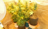 Калининградец выращивал марихуану в подвале дома