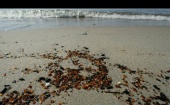 Перед выходными калининградские пляжи засыпало кусками парафина