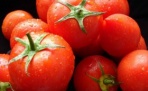 Ученые повысят урожайность и вкус помидоров