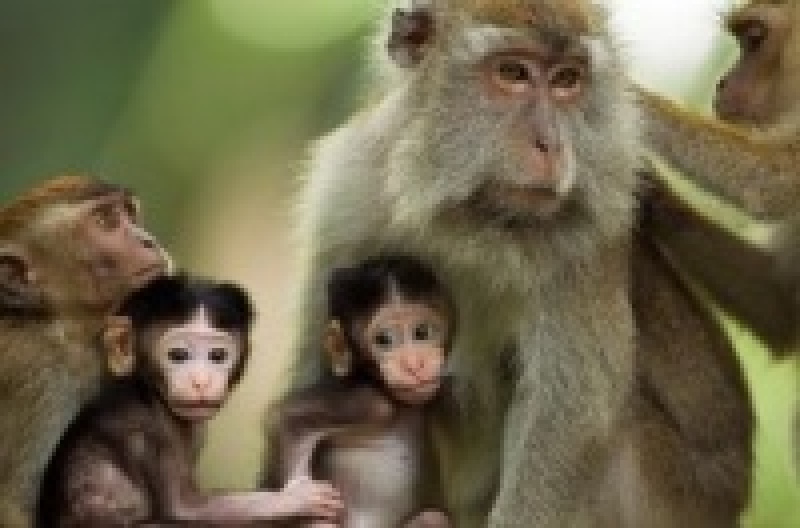 Экономный расход энергии позволяет приматам жить дольше других млекопитающих