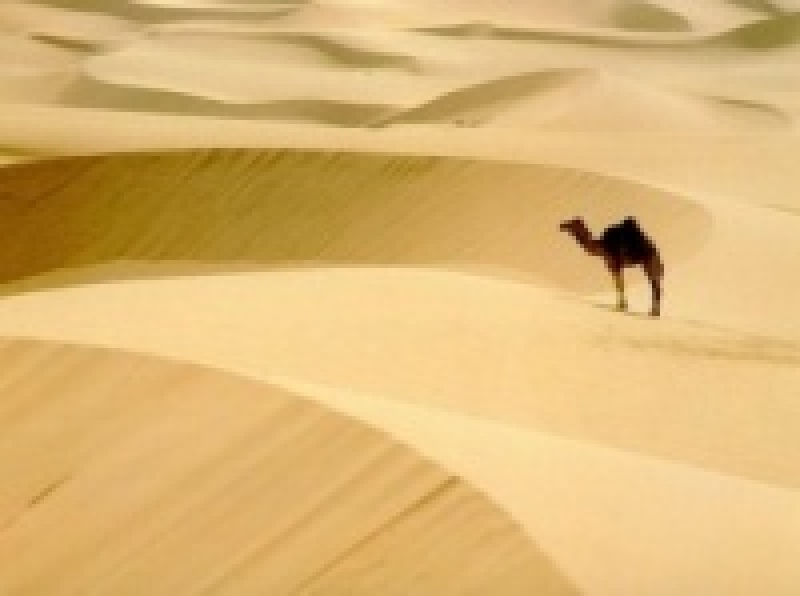 Ученые установили, что пустыни способны поглощать углекислый газ